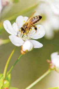 Beekeepers in the City Image